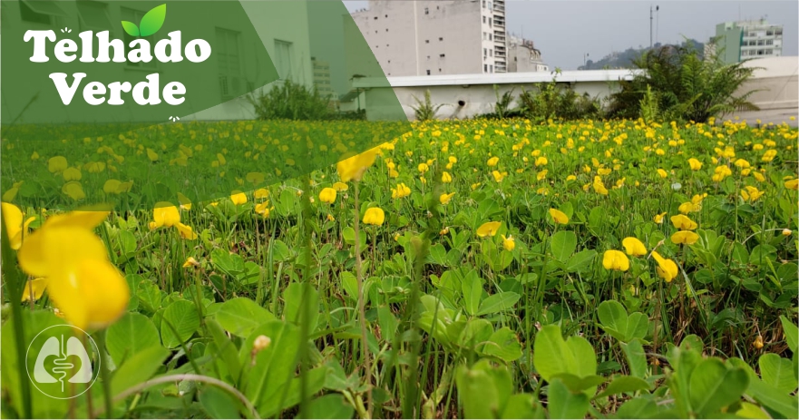 Telhado verde: beleza e sustentabilidade